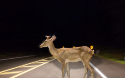 Navigating the Deer in The Headlights of Insurance Claims